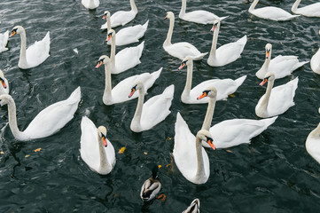 Swans swimming in river. Ducks in water at nature outdoor. Group of beautiful white wild flying birds in city lake waiting for people to feed them. Ornitology wildlife. Urban park with pond © benevolente