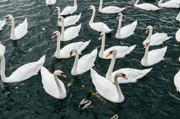 Swans swimming in river. Ducks in water at nature outdoor. Group of beautiful white wild flying birds in city lake waiting for people to feed them. Ornitology wildlife. Urban park with pond © benevolente