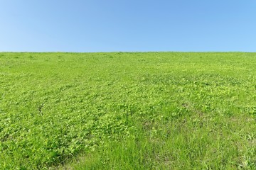 土手の草原