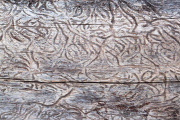 Bark beetle gallery engraving on wood