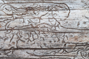 Bark beetle gallery engraving on wood