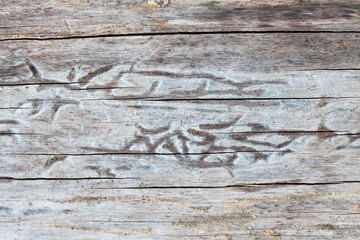 Bark beetle gallery engraving on wood