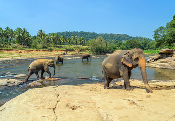 Elephant attraction river landscape of the jungle