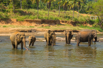 Fototapeta na wymiar Elephant bathing in river water, Sri lanka landscape of the jungle