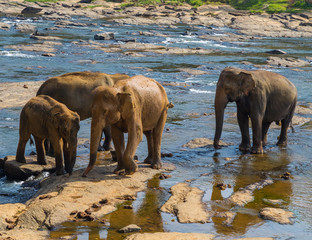 Elephant family Asia Elephants