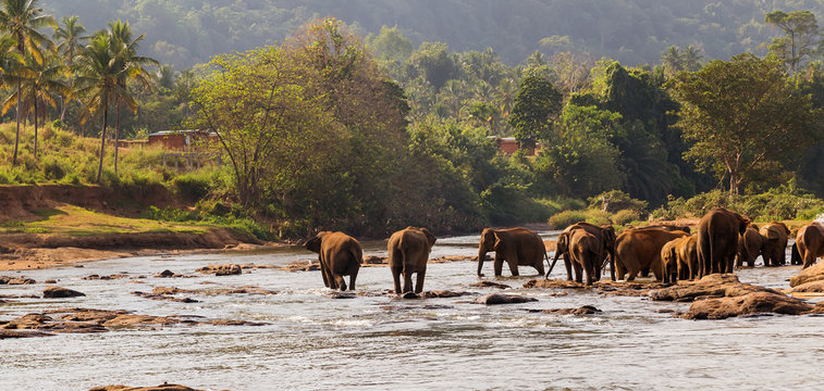 Fototapeta Asian elephants swimming playing and bathing in river Sri Lanka