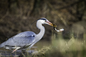 Grey Heron / Ardea cinerea