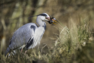 Grey Heron / Ardea cinerea