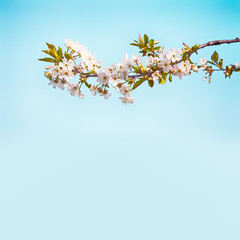 Beautiful Spring Nature background