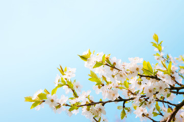 Obraz premium Beautiful Spring Nature background