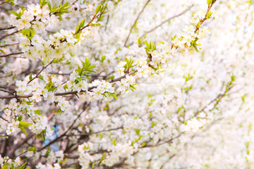 Beautiful Spring Nature background