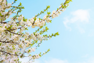 Beautiful Spring Nature background