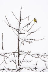 Carduelis chloris - bell green bird on a snowy branch.
