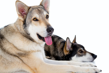two wolfhounds