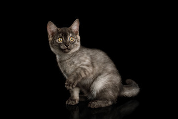 Fototapeta na wymiar Playful Gray Kitten with paw curious sitting on Isolated Black Background