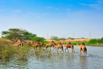 Naklejka na ściany i meble Camels in desrt lake