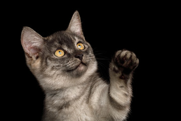 Funny Portrait of Playful Gray Kitten with paw want catch, on Isolated Black Background