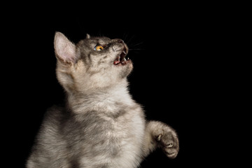 Funny Portrait of Playful Gray Kitten with opened mouth and paw want catch, on Isolated Black Background
