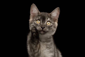 Fototapeta premium Funny Portrait of Thinking Gray Kitten with paw show amazement on Isolated Black Background