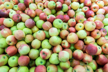 Red and green apples at the farmers market. red and green apples on the market