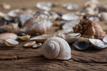 Mixed sea shels
