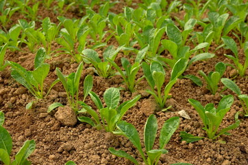 Young Vegetable Saplings Growing In A  Vegetable Farm