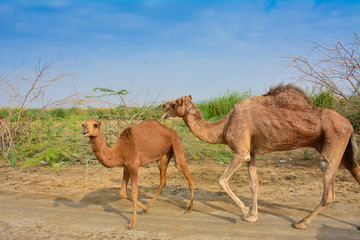 baby camel and mother