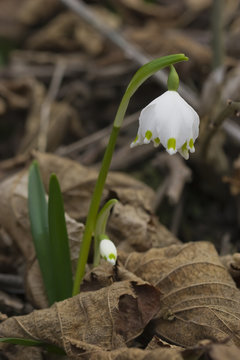 fiore bianco di primavera,Leucojum vernum
