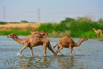 baby camel and mother