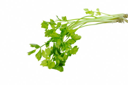 fresh Chinese celery with drop of water on white background