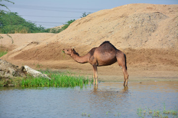 Camels