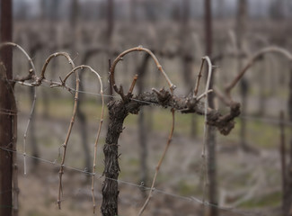 potatura delle vigne  di prosecco