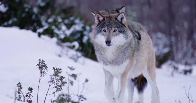 Portrait of injured alpha wolf curiously looking around