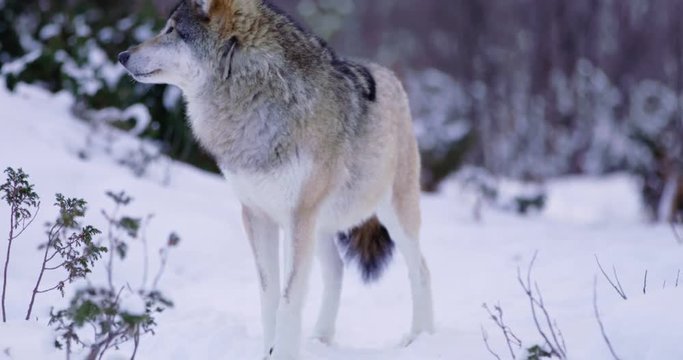Submissive wolf and alpha male in winter landscape