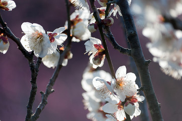 花開く白梅