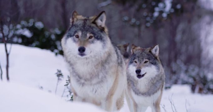 Wolves in wolf pack approacing in beautiful winter forest