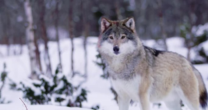 Close-up of three large wolves walking in thick forest a cold winter evening
