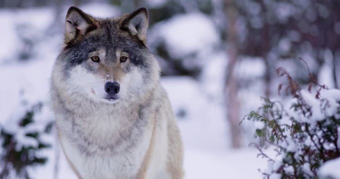 Portrait of beautiful and large wolf in frosty winter forest