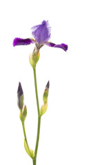 lilac flower and buds of iris