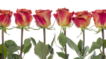 red-orange roses in a row