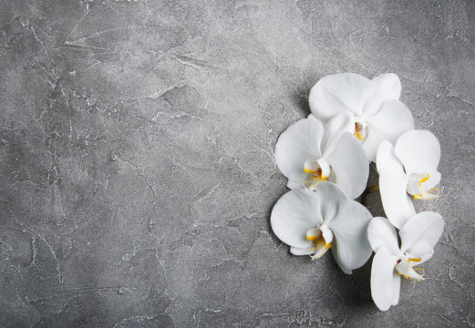 Fototapeta white orchid on the grey stone