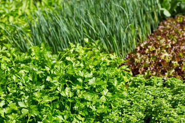 green leafs of parsley