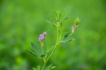 Wild flower in green background