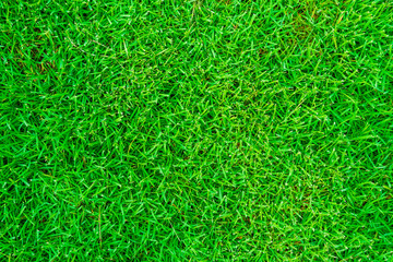 Green grass pattern top view texture