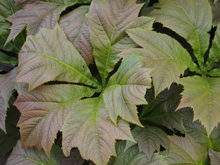 Rodgersia podophylla - plant with decorative leaves 
