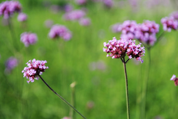 Obraz premium Simple violet flowers blossoming in the meadow at summer season in countryside