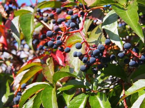 Parthenocissus quinquefolia  - Virginia creeper, Victoria creeper, five-leaved ivy or five-finger 