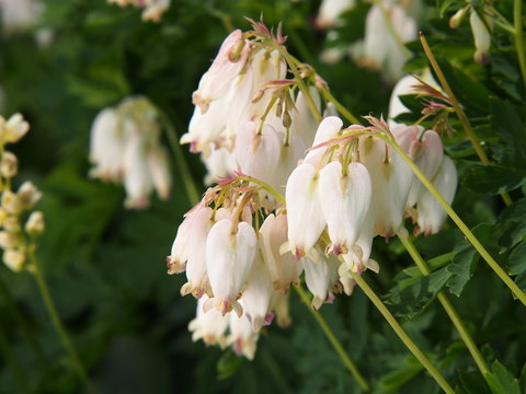 Dicentra formosa 'Alba' in full bloom (western, wild, Pacific bleeding-heart) 