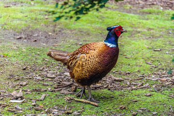 Common pheasant or Caucasian pheasant in wildlife. Bird male in wild nature. Selective focus.