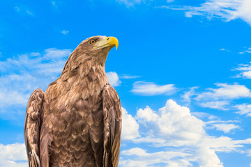 Portrait of  white-tailed eagle or Orlan whitetail (Haliaeetus albicilla) on a blue cloudy sky...